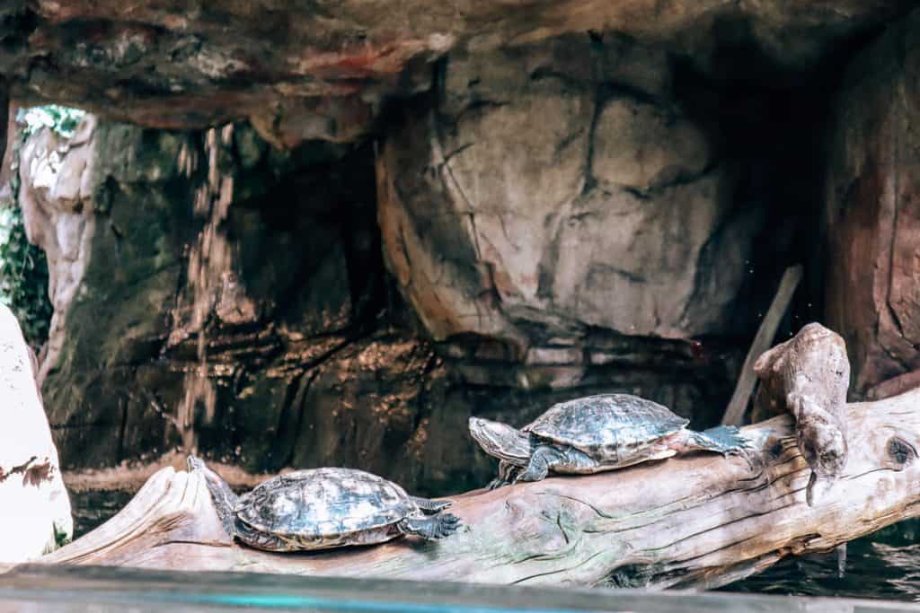 Two turtles walking a log in a small enclosure. 