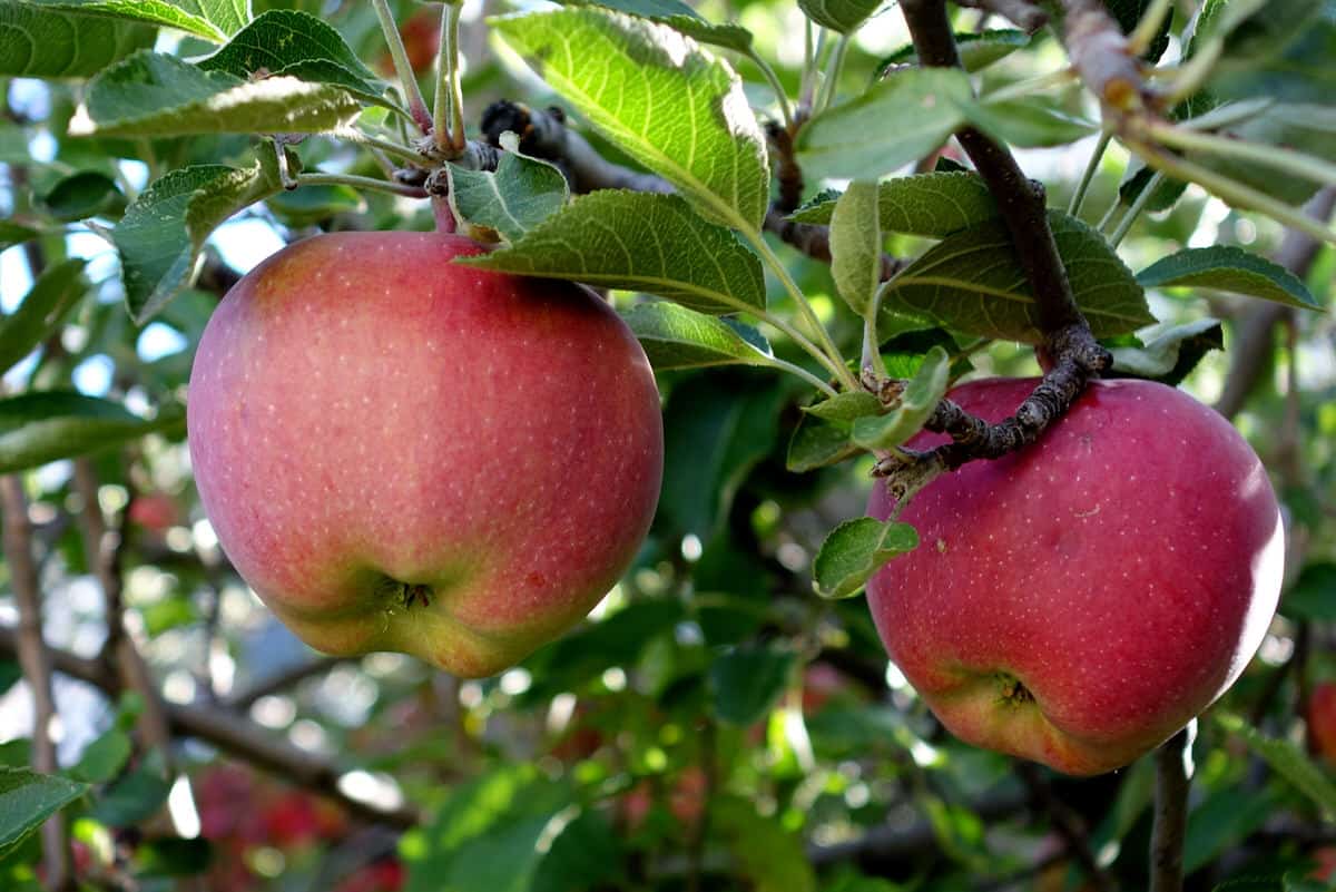 7 Best Places to go Apple Picking Near Denver Delightfully Denver