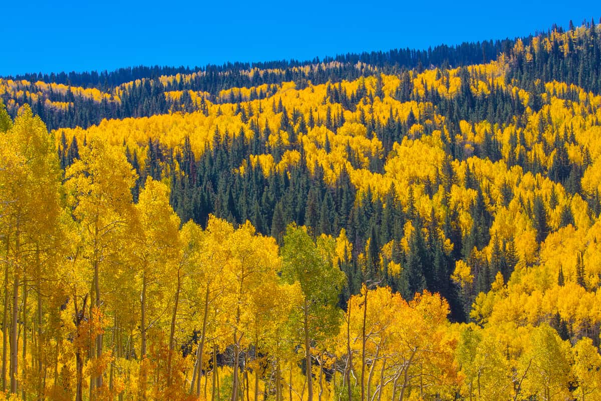 13 Best Places to See Fall Colors in Colorado - Delightfully Denver