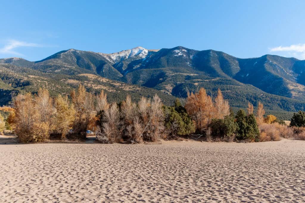 View of the mountains and autumnal trees from the sand dunes at Great Sand Dunes National Park under a clear blue sky.